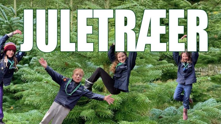 Spejdere og juletræer